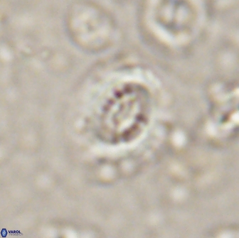 Cribrocentrum retiformis 14995