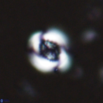 Cribrocentrum retiformis 15504