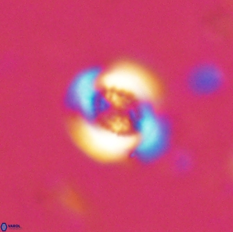 Cribrocentrum retiformis 15506