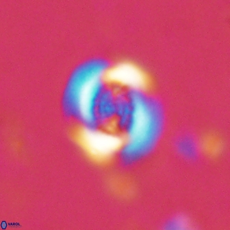 Cribrocentrum retiformis 15509