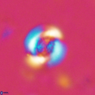 Cribrocentrum retiformis 15511