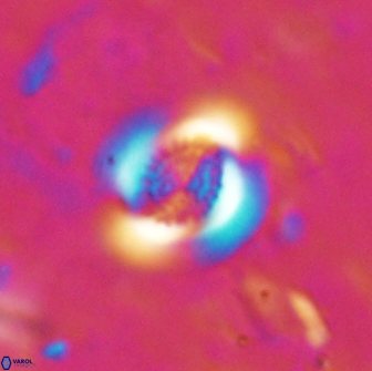 Cribrocentrum retiformis 15516