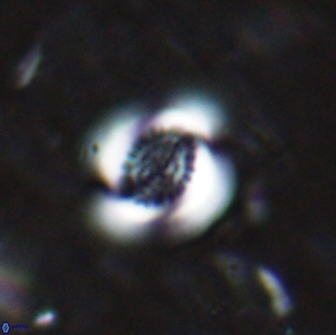 Cribrocentrum retiformis 15518