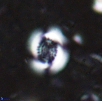 Cribrocentrum retiformis 15519