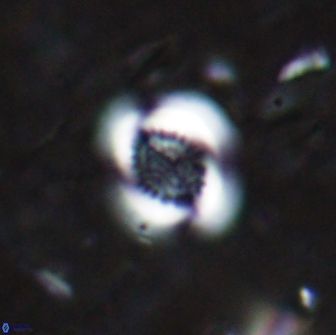 Cribrocentrum retiformis 15522