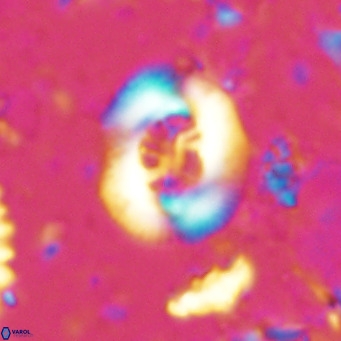 Cribrocentrum sp VR 02705