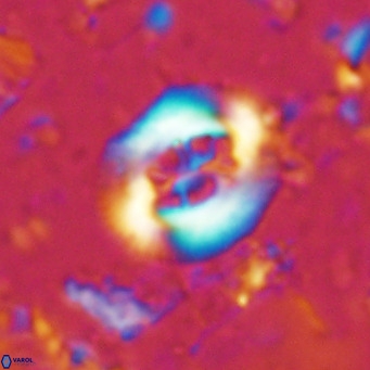 Cribrocentrum sp VR 02707