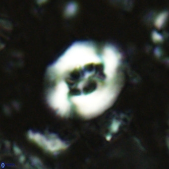 Cribrocentrum sp VR 02708