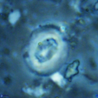 Cribrocentrum sp VR 02714