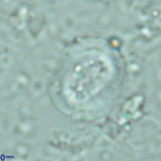 Cribrocentrum sp VR 02713