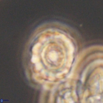 Cribrocorona gallica 12040