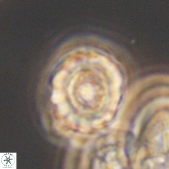 Cribrocorona gallica 12040