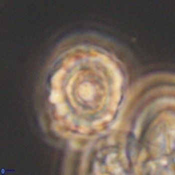 Cribrocorona gallica 12042