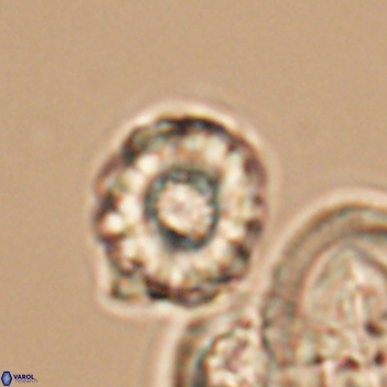 Cribrocorona gallica 12045