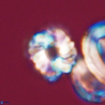 Cribrocorona gallica 12049