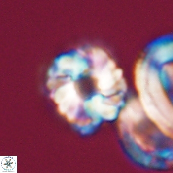 Cribrocorona gallica 12049