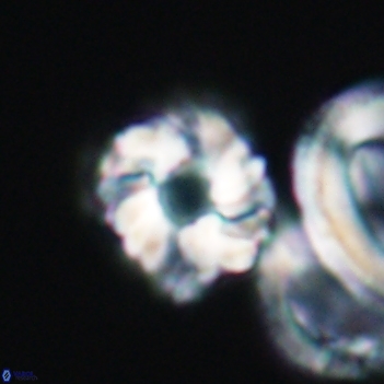 Cribrocorona gallica 12050