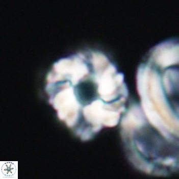 Cribrocorona gallica 12050