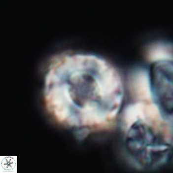 Cribrocorona gallica 12052