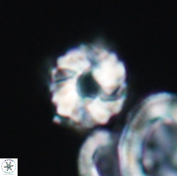 Cribrocorona gallica 12055