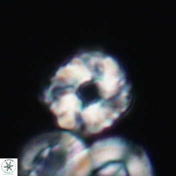 Cribrocorona gallica 12060