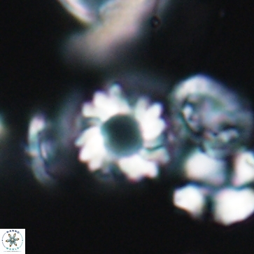 Cribrocorona gallica 12165