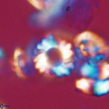 Cribrocorona gallica 12166