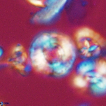 Cribrocorona gallica 12167