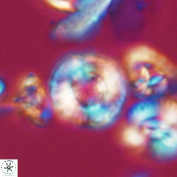 Cribrocorona gallica 12167