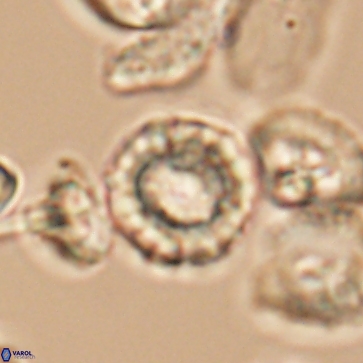 Cribrocorona gallica 12168