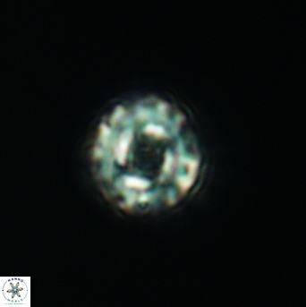 Cribrocorona gallica 3007