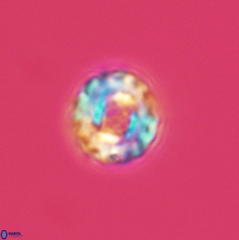 Cribrocorona gallica 3008