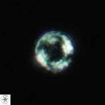 Cribrocorona gallica 3000