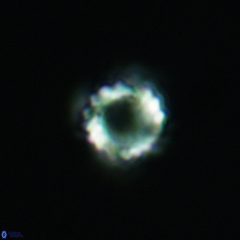 Cribrocorona gallica 3001