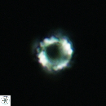 Cribrocorona gallica 3001
