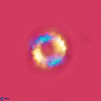 Cribrocorona gallica 3002