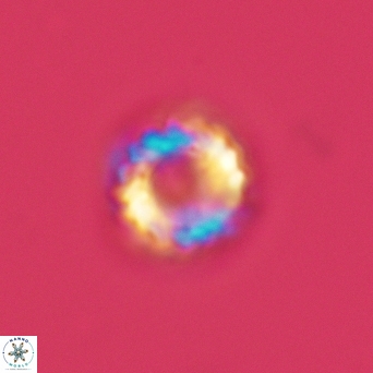 Cribrocorona gallica 3002
