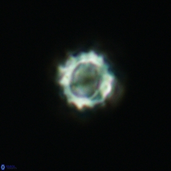 Cribrocorona gallica 3010