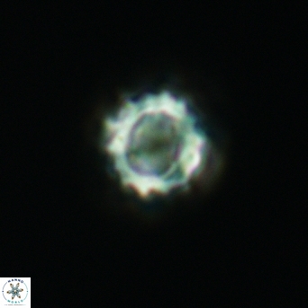 Cribrocorona gallica 3010