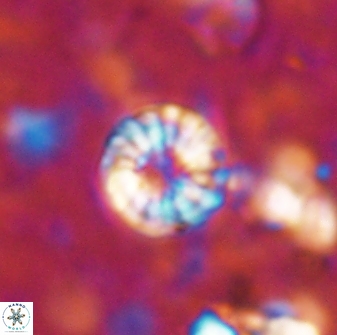 Cribrocorona echinus 13861