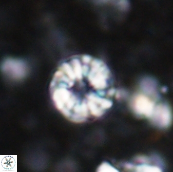 Cribrocorona echinus 13862