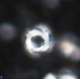 Cribrocorona echinus 13863