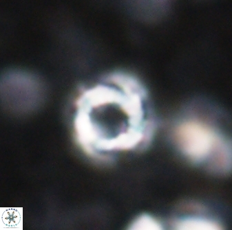 Cribrocorona echinus 13863