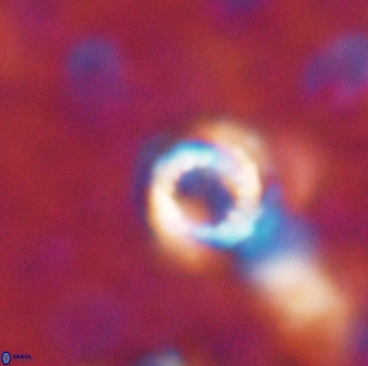 Cribrocorona echinus 13865