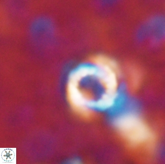 Cribrocorona echinus 13865