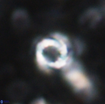 Cribrocorona echinus 13866