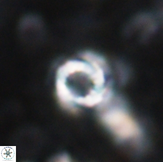 Cribrocorona echinus 13866
