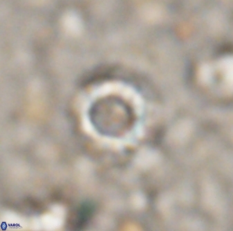 Cribrocorona echinus 13871