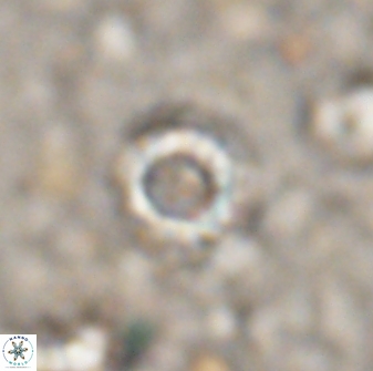 Cribrocorona echinus 13871