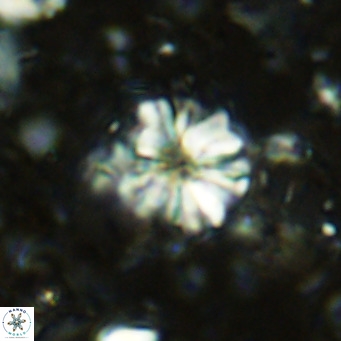 Cribrocorona echinus VR 11411